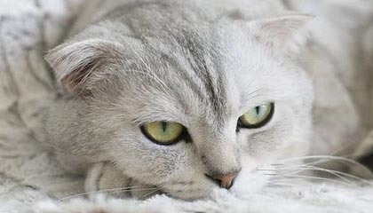 开云体育网站入口-意甲升班马维罗纳连续战平，保级形势不容乐观